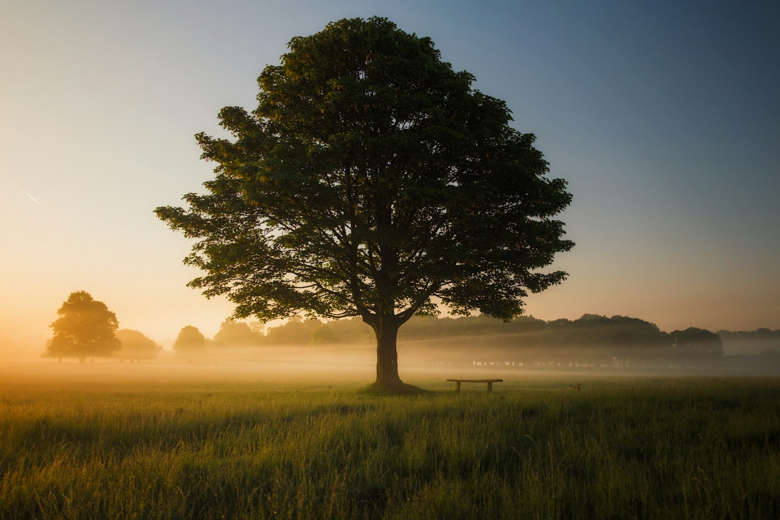 Een groene boom omgeven door mist, een beeld van rust en stilte als basis voor groei